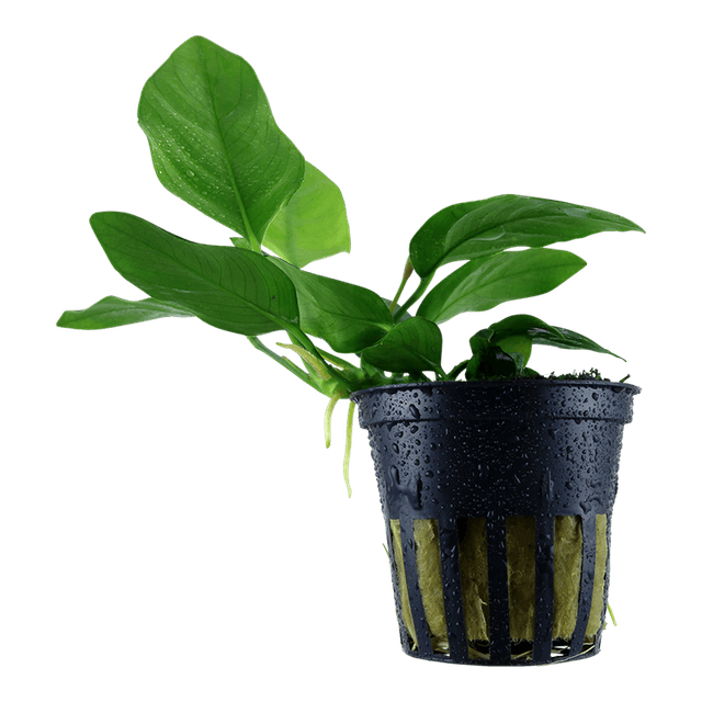 Anubias barteri var. nana